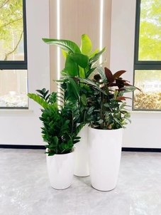 “北仑花卉租赁价格验